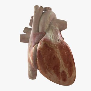 obj rigged human heart