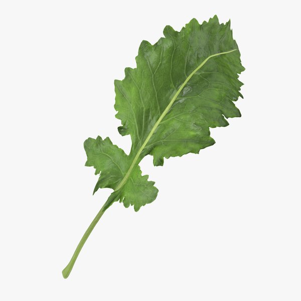 3D kohlrabi leaf