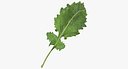 Kohlrabi Leaf