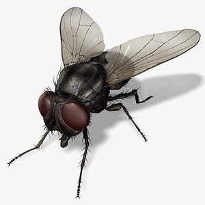 3d obj housefly fly