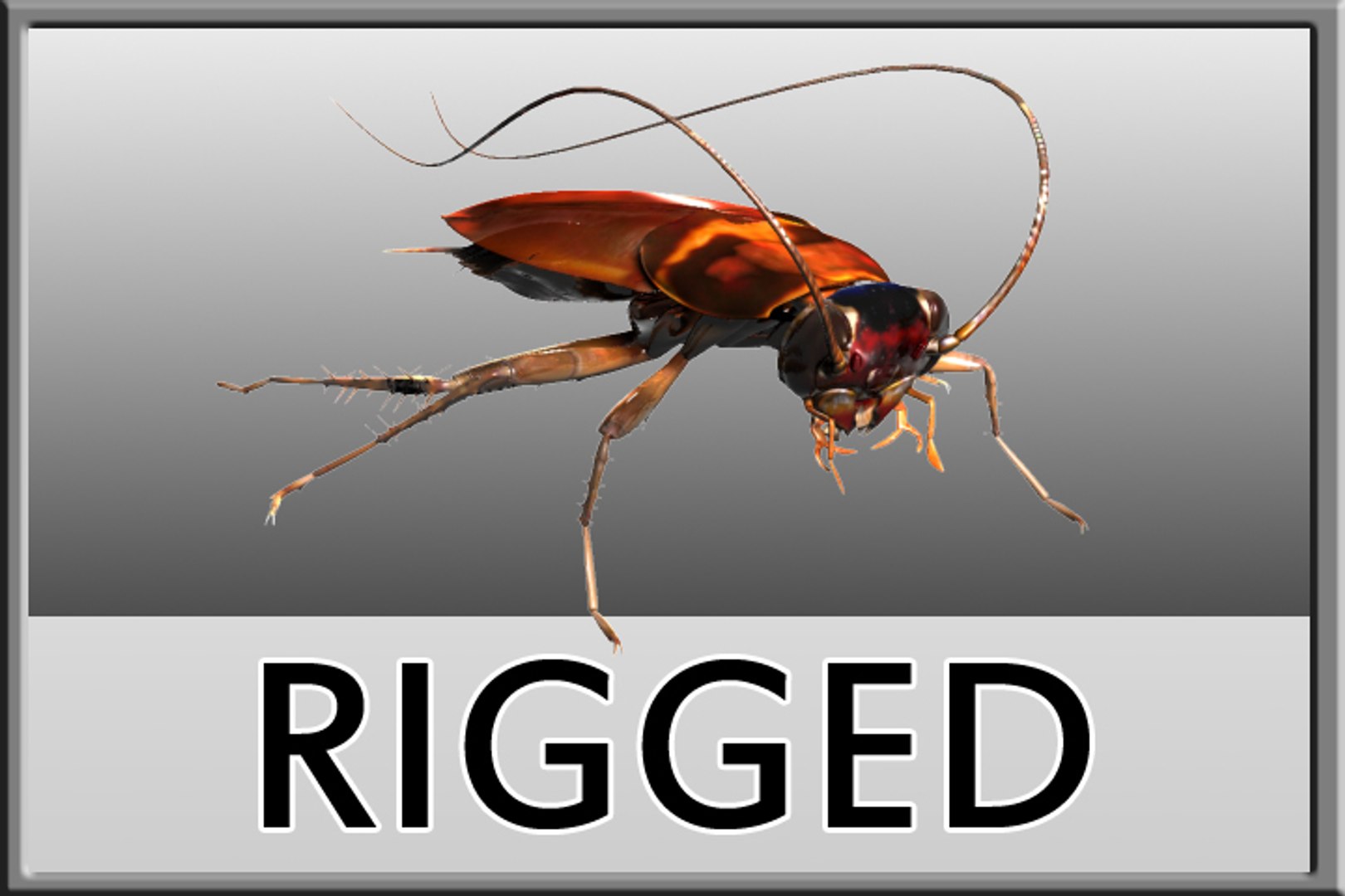 Cockroach Rigged 3d Max