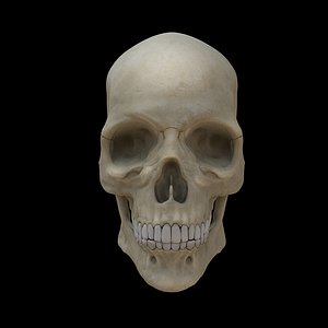 3d human skull