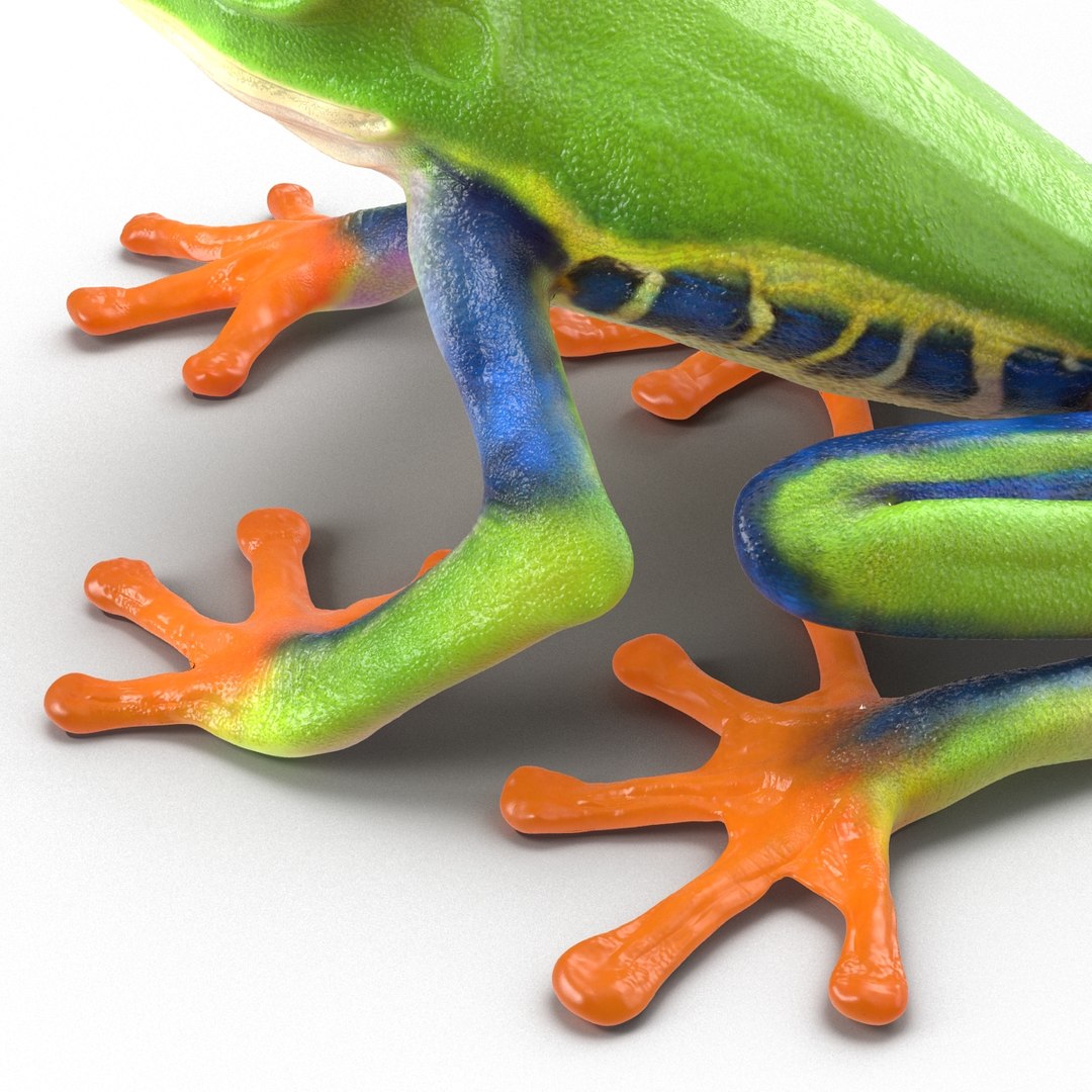 3d red eyed tree frog model https://p.turbosquid.com/ts-thumb/pp/yMUvrC/21h13K5y/redeyedtreefrog3dmodel13/jpg/1451380750/1920x1080/fit_q87/45e2d74f836e62b5a123431f2b6144fc1761da30/redeyedtreefrog3dmodel13.jpg