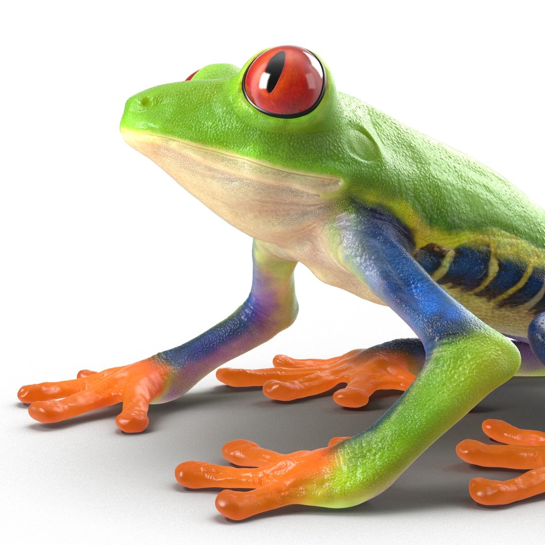 3d red eyed tree frog model https://p.turbosquid.com/ts-thumb/pp/yMUvrC/9Ca5N0lG/redeyedtreefrog3dmodel12/jpg/1451380750/1920x1080/fit_q87/ad178e86b0ad5f9ca26f3e3728f1c2ba54e9fca6/redeyedtreefrog3dmodel12.jpg
