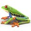 Red Eyed Tree Frog Pose 4