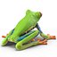 Red Eyed Tree Frog Pose 4