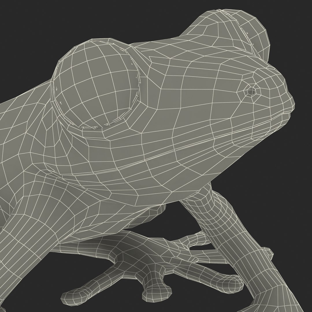 3d red eyed tree frog model https://p.turbosquid.com/ts-thumb/pp/yMUvrC/M3GeFp7q/redeyedtreefrog3dmodel33/jpg/1451380752/1920x1080/fit_q87/33557b8da455d910046c696af0bbf5e44fe80215/redeyedtreefrog3dmodel33.jpg