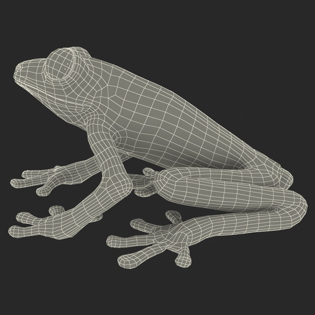 3d red eyed tree frog model https://p.turbosquid.com/ts-thumb/pp/yMUvrC/MIjp3brv/redeyedtreefrog3dmodel21/jpg/1451380751/1920x1080/fit_q87/8ba50c113b97e664e913f20922c5333ca3478a9f/redeyedtreefrog3dmodel21.jpg