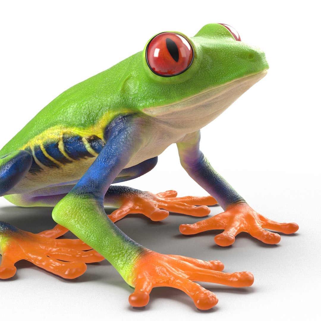 3d red eyed tree frog model https://p.turbosquid.com/ts-thumb/pp/yMUvrC/NHBXeGtz/redeyedtreefrog3dmodel11/jpg/1451380750/1920x1080/fit_q87/249901ba5b7509da350e5f28e0359cfdf5105b4e/redeyedtreefrog3dmodel11.jpg