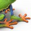 Red Eyed Tree Frog Pose 4
