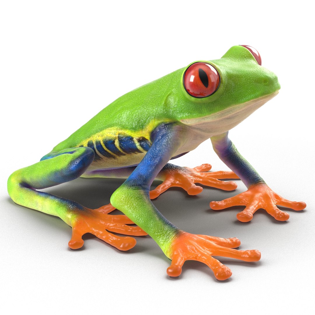 3d Red Eyed Tree Frog Model