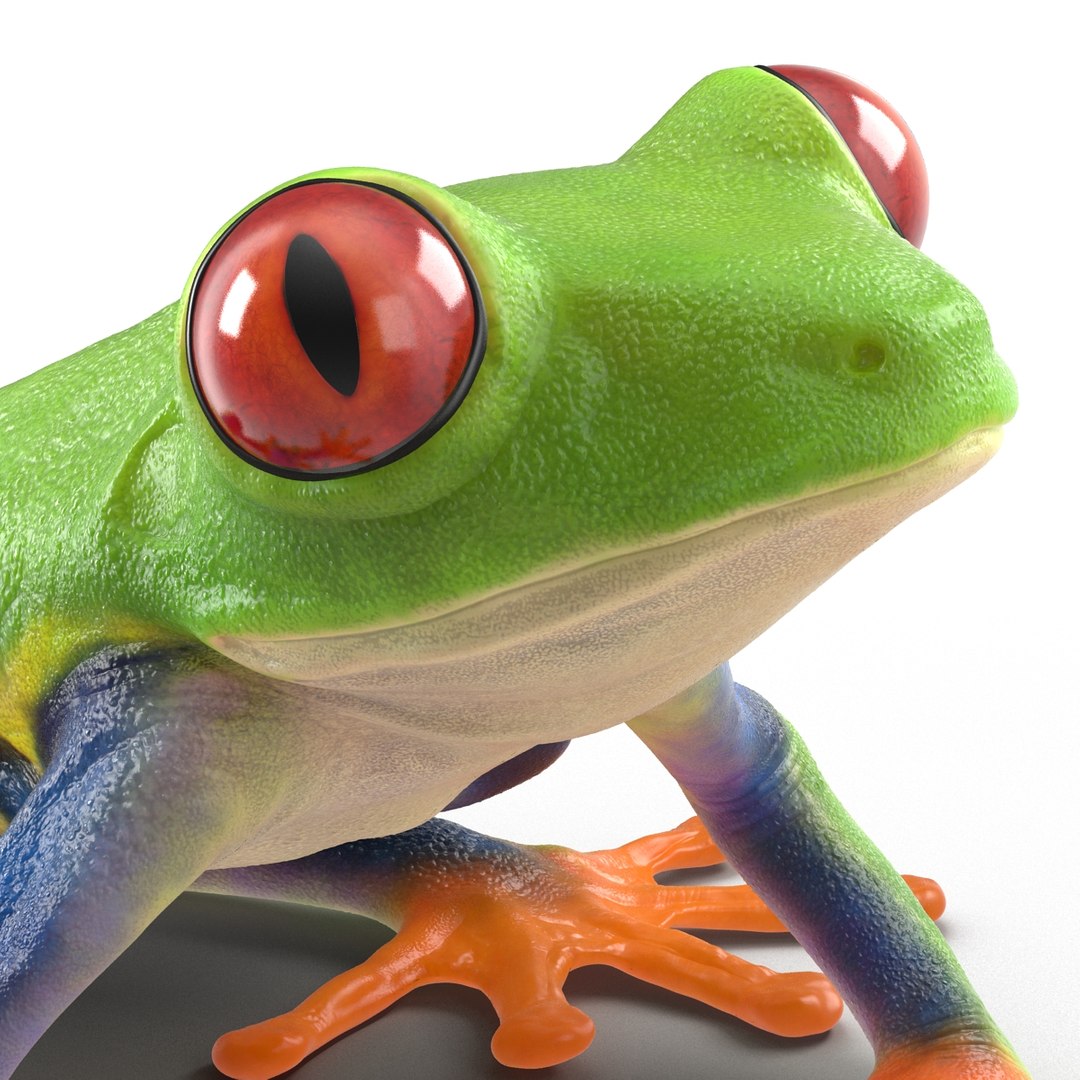 3d red eyed tree frog model https://p.turbosquid.com/ts-thumb/pp/yMUvrC/erHoaRPw/redeyedtreefrog3dmodel15/jpg/1451380750/1920x1080/fit_q87/4efc560b7d6813faac3222b743b109a56634a764/redeyedtreefrog3dmodel15.jpg