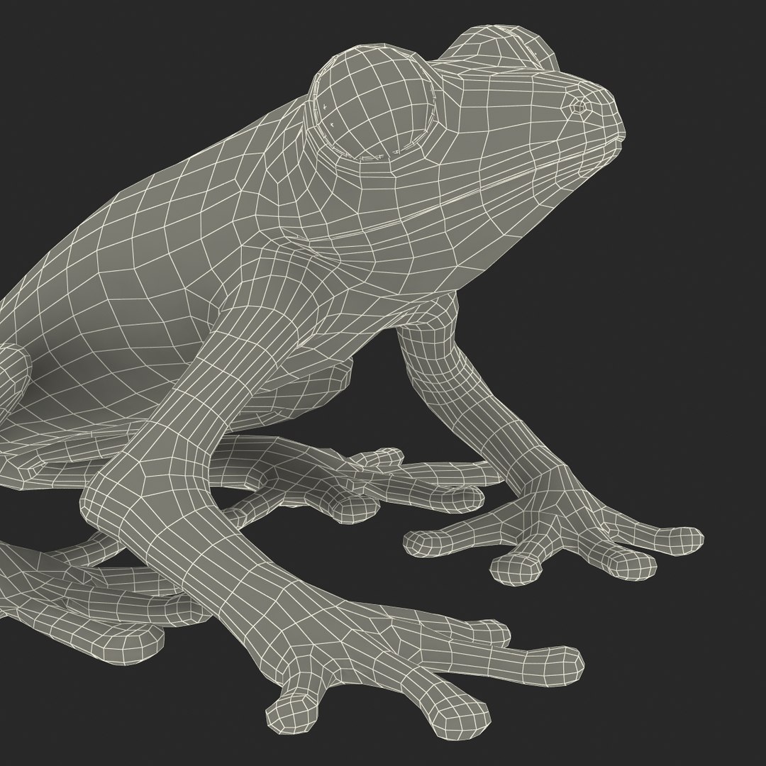 3d red eyed tree frog model https://p.turbosquid.com/ts-thumb/pp/yMUvrC/jZuWVgac/redeyedtreefrog3dmodel29/jpg/1451380752/1920x1080/fit_q87/a0afe4d0accddddd9730011ea2de3f51810b252f/redeyedtreefrog3dmodel29.jpg