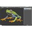 Red Eyed Tree Frog Pose 4
