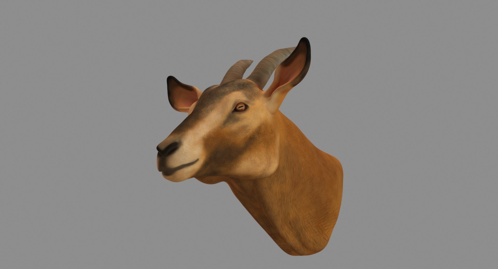 3D Model Goat Head - TurboSquid 1329597