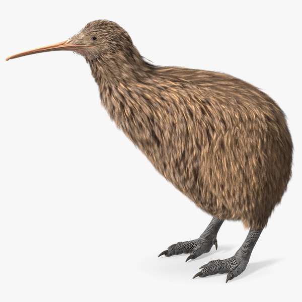 3D model Kiwi Bird