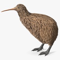 Kiwi Bird