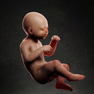 3D model Baby Fetus