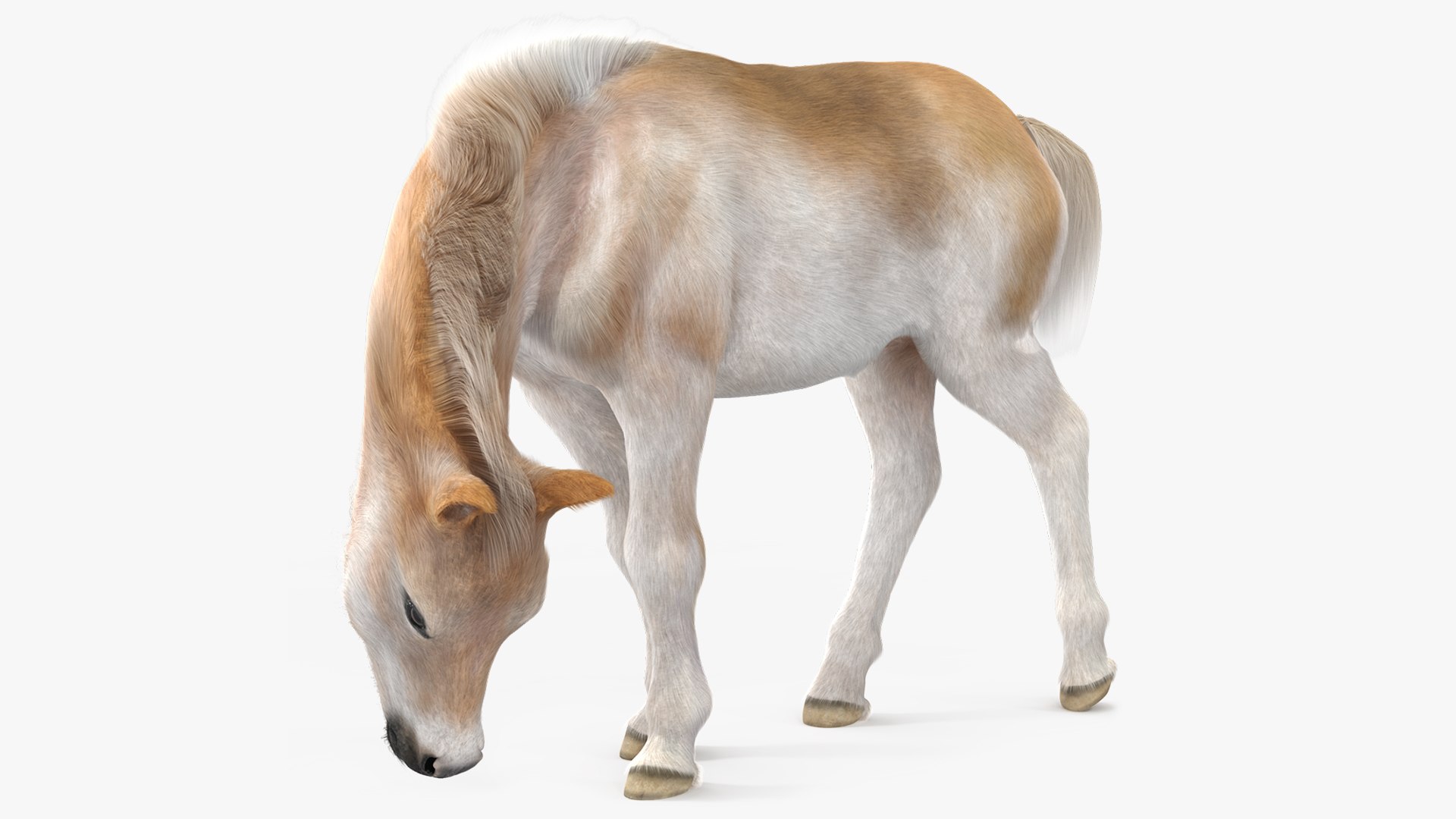 Shetland Pony in Grazing Pose Fur 3D model preview
