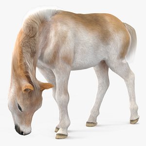 3D model Shetland Pony in Grazing Pose Fur