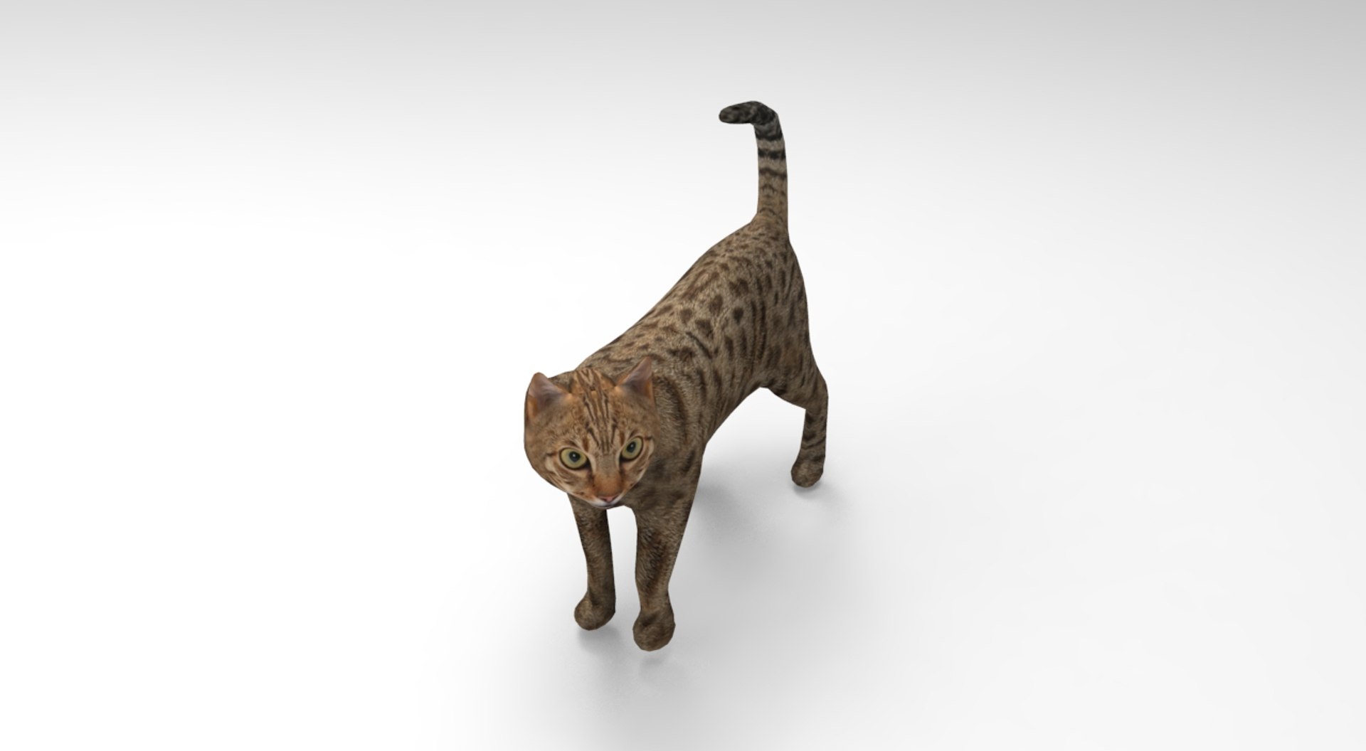 Cat rigged 3D model | 1142686 | TurboSquid