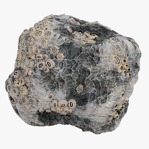 3D Rock with Barnacles