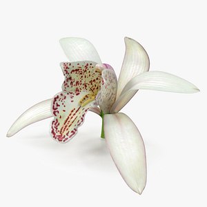 Orchid Flower White Fur 3D model
