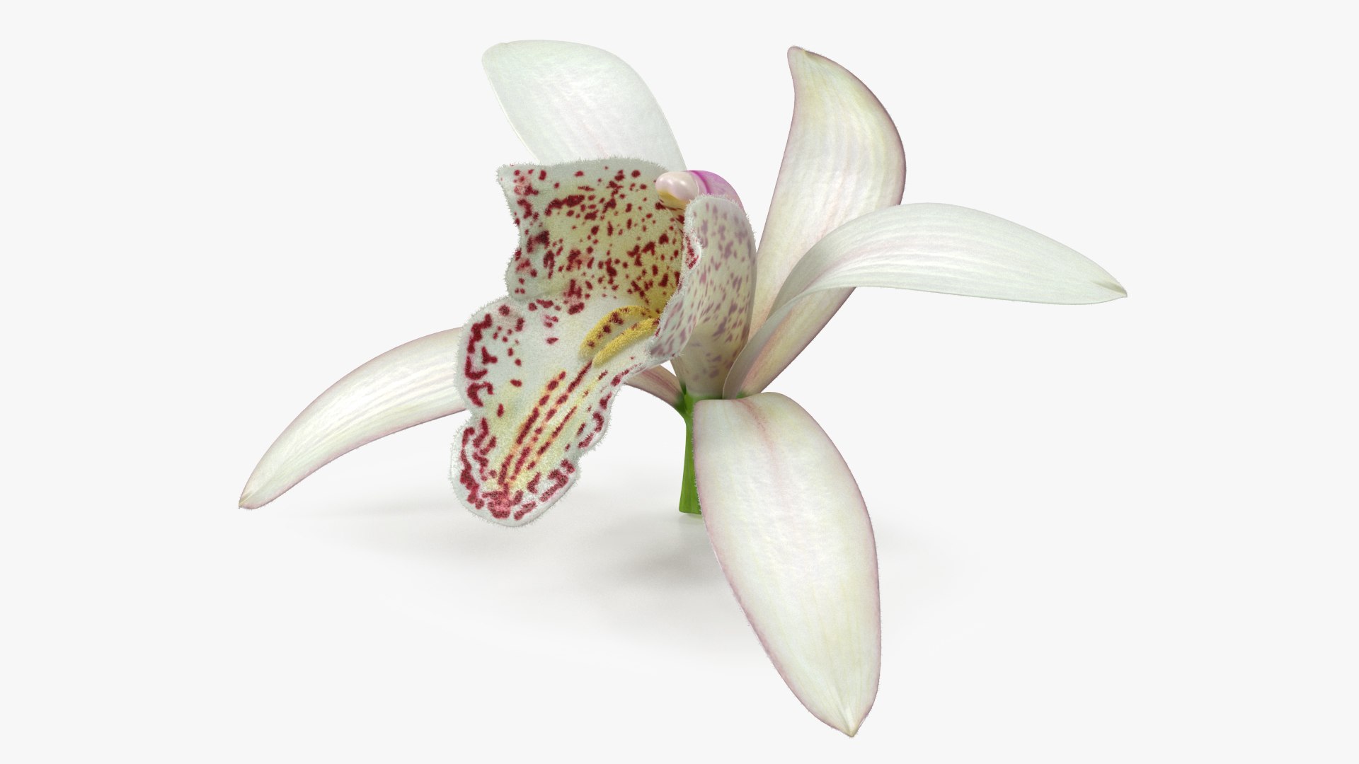 Orchid Flower White Fur 3D model preview