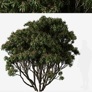 Set of Viburnum rhytidophyllum or Leatherleaf viburnum Tree - 2 Trees 3D model