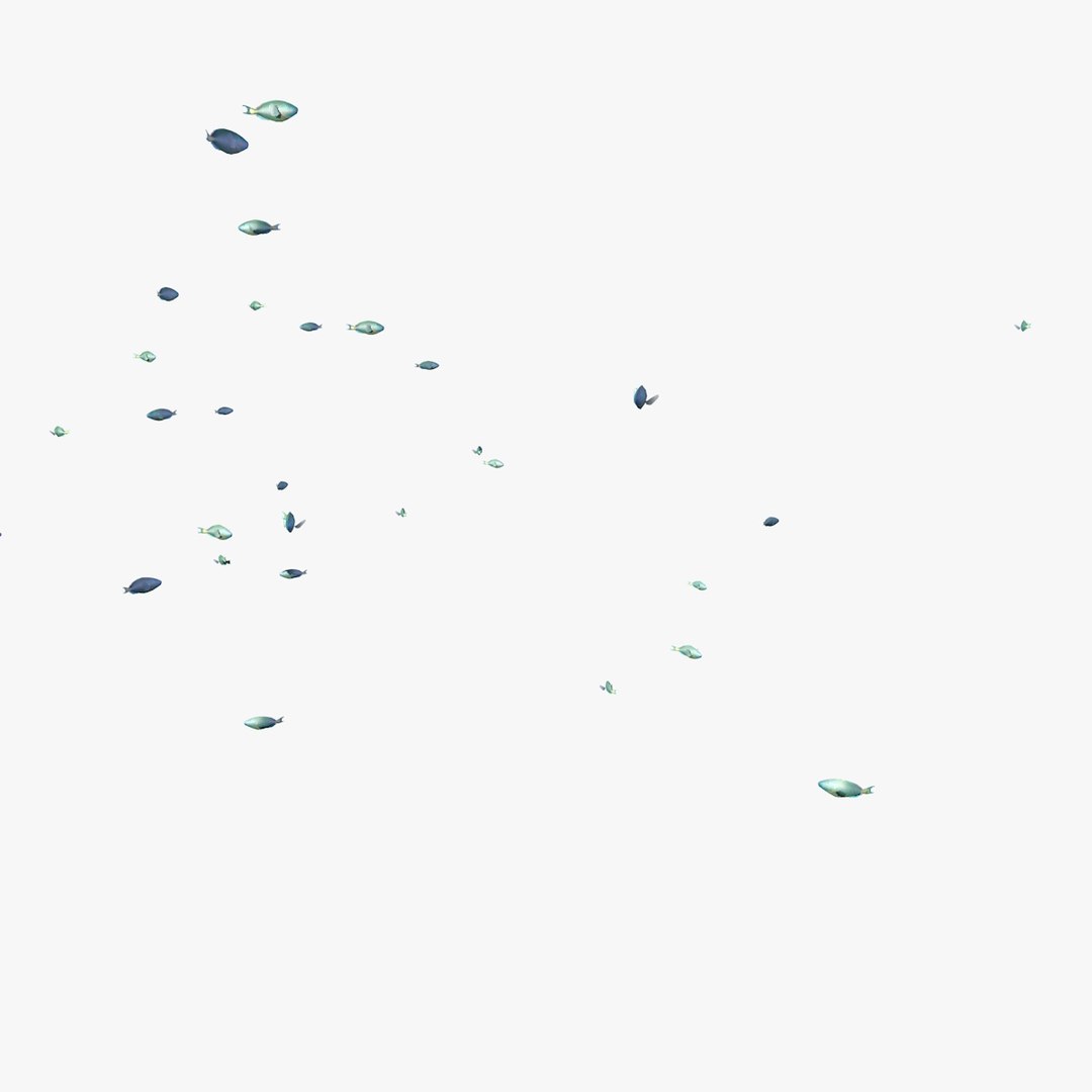 school parrot swimming fishes model https://p.turbosquid.com/ts-thumb/pq/QGdNuf/0UQPE6kl/singleparrotfishswimming1_0003/jpg/1564695940/1920x1080/fit_q87/81d714af252dbf5781f3abe0a1abfe88adf3a0ef/singleparrotfishswimming1_0003.jpg