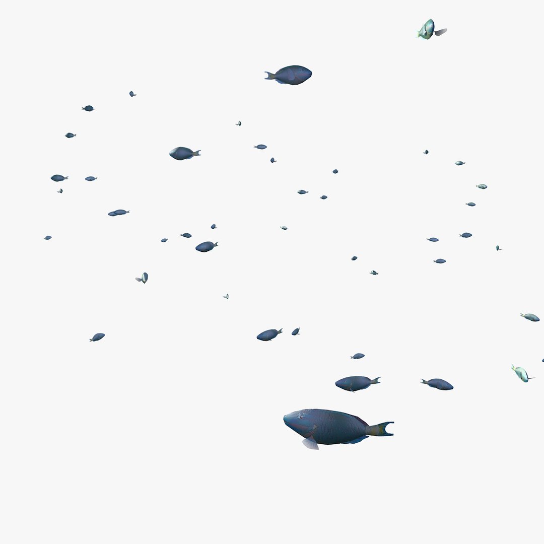 school parrot swimming fishes model https://p.turbosquid.com/ts-thumb/pq/QGdNuf/55e3i5bf/singleparrotfishswimming1_0005/jpg/1564695940/1920x1080/fit_q87/e6f02be0c49bdb4b059b479ccc7d079586a5a149/singleparrotfishswimming1_0005.jpg