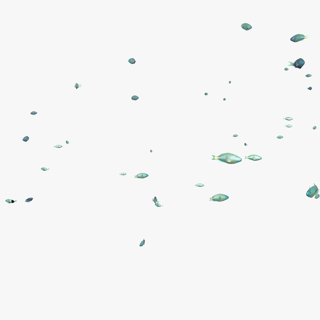 school parrot swimming fishes model https://p.turbosquid.com/ts-thumb/pq/QGdNuf/RaOB9Ivf/singleparrotfishswimming1_0001/jpg/1564695940/1920x1080/fit_q87/70c18b94fc0ebf50904b67dfa1be97c300d8af47/singleparrotfishswimming1_0001.jpg
