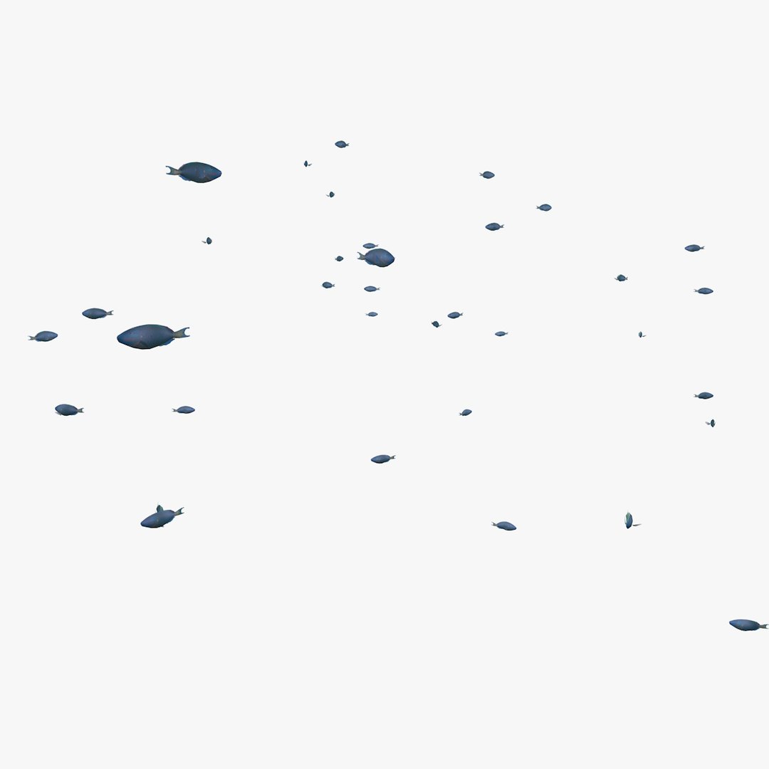 school parrot swimming fishes model https://p.turbosquid.com/ts-thumb/pq/QGdNuf/YMzpWs9b/singleparrotfishswimming1_0006/jpg/1564695940/1920x1080/fit_q87/19d27efd0749f03f373914a270ac78d99695b424/singleparrotfishswimming1_0006.jpg