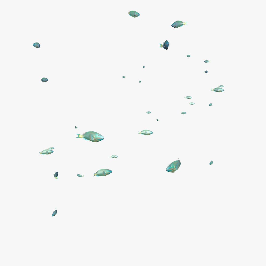 school parrot swimming fishes model https://p.turbosquid.com/ts-thumb/pq/QGdNuf/zzSaZXyj/manyparrotfishesswimanim1/jpg/1564696127/1920x1080/turn_fit_q99/2caf5ae0a9359141c42f75c7cf6b18d41554af56/manyparrotfishesswimanim1-1.jpg