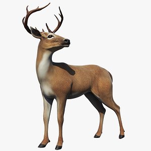 deer 3D model