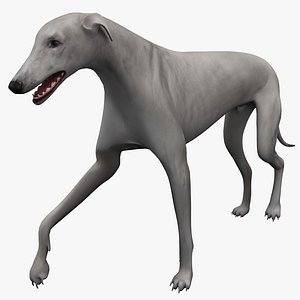 3d australian greyhound 2 pose