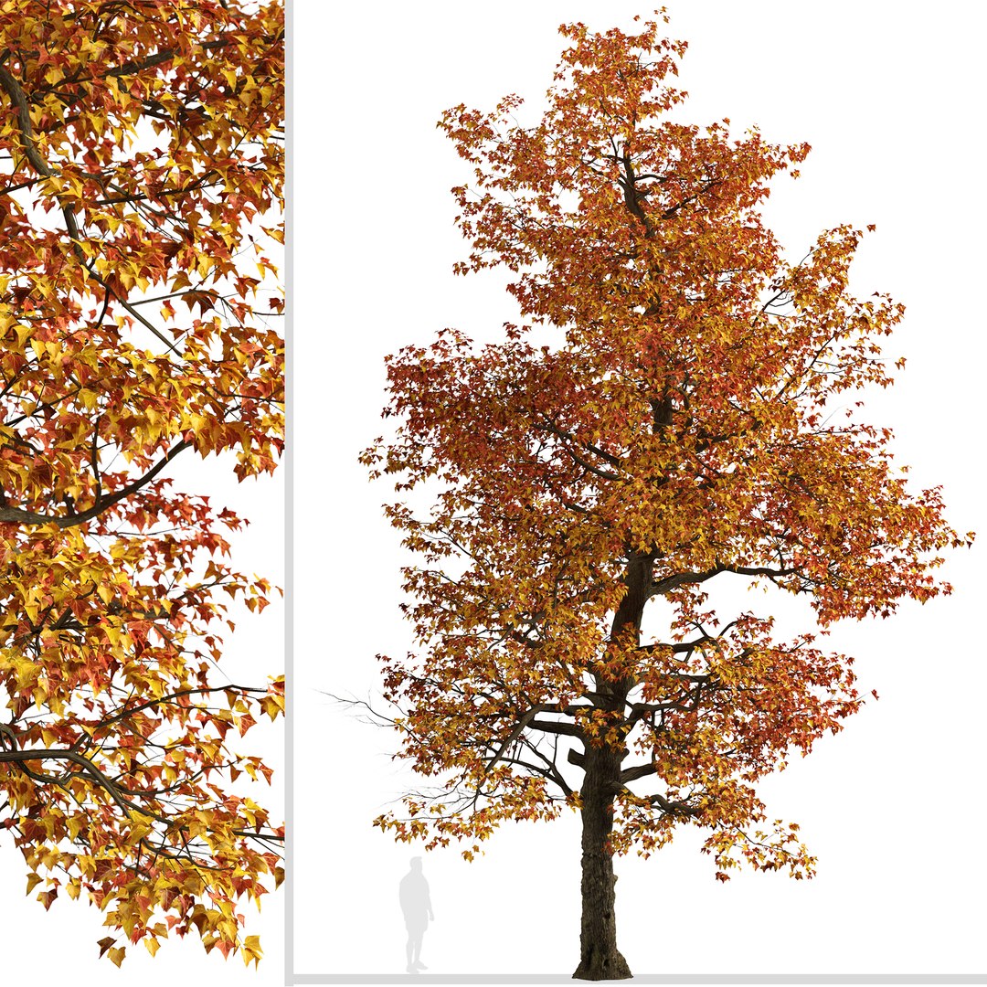 Set of Acer Buergerianum or Trident maple Trees - 2 Trees 3D model https://p.turbosquid.com/ts-thumb/pq/fr7GLN/EQ/acerbuergerianum3/jpg/1669977117/1920x1080/fit_q87/068a50f08e65691c9e7f47510884b5c31cc8832c/acerbuergerianum3.jpg