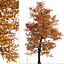 Satz von Acer Buergerianum oder Trident Maple Trees - 2 Bäume
