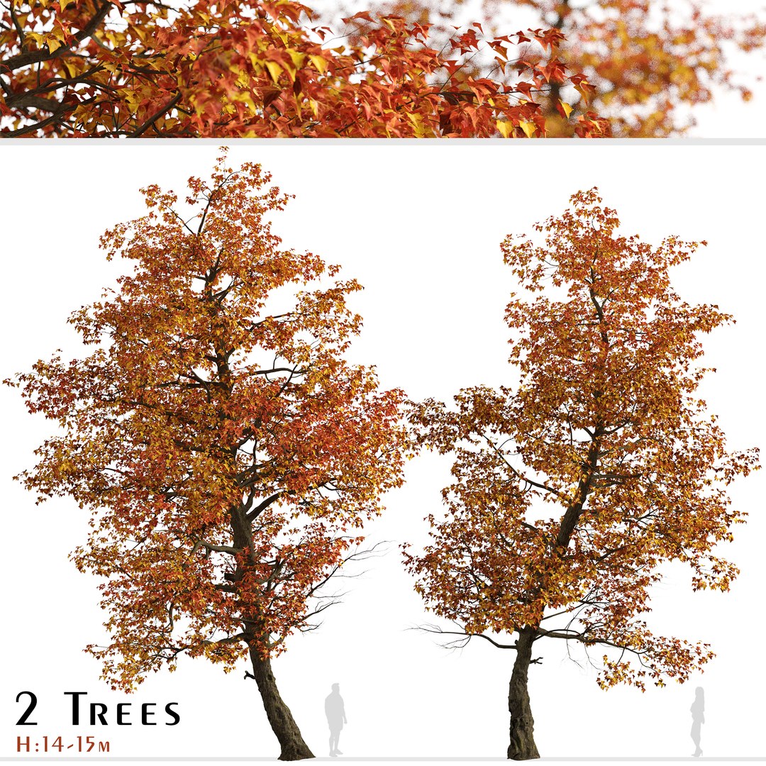 Set of Acer Buergerianum or Trident maple Trees - 2 Trees 3D model https://p.turbosquid.com/ts-thumb/pq/fr7GLN/Fj/acerbuergerianumset/jpg/1669977141/1920x1080/fit_q87/360960abcc86af3f9a1e5f422ee8a6e04c77f226/acerbuergerianumset.jpg