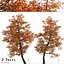 Satz von Acer Buergerianum oder Trident Maple Trees - 2 Bäume