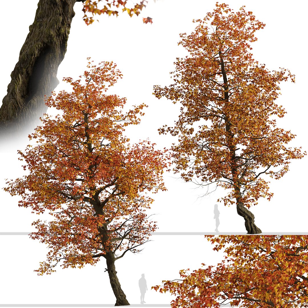 Set of Acer Buergerianum or Trident maple Trees - 2 Trees 3D model https://p.turbosquid.com/ts-thumb/pq/fr7GLN/Nz/acerbuergerianum1/jpg/1669977220/1920x1080/fit_q87/299eda0fe7ea450dbc045075894d9253cc31c867/acerbuergerianum1.jpg