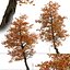 Satz von Acer Buergerianum oder Trident Maple Trees - 2 Bäume