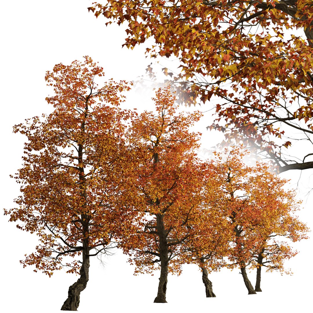 Set of Acer Buergerianum or Trident maple Trees - 2 Trees 3D model https://p.turbosquid.com/ts-thumb/pq/fr7GLN/XH/acerbuergerianum2/jpg/1669977203/1920x1080/fit_q87/7f7f8ac87a7ad49195e82bc97924738166352375/acerbuergerianum2.jpg