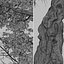 Satz von Acer Buergerianum oder Trident Maple Trees - 2 Bäume