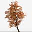 Satz von Acer Buergerianum oder Trident Maple Trees - 2 Bäume