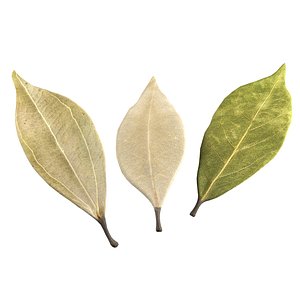 3D Dried bay leaves model
