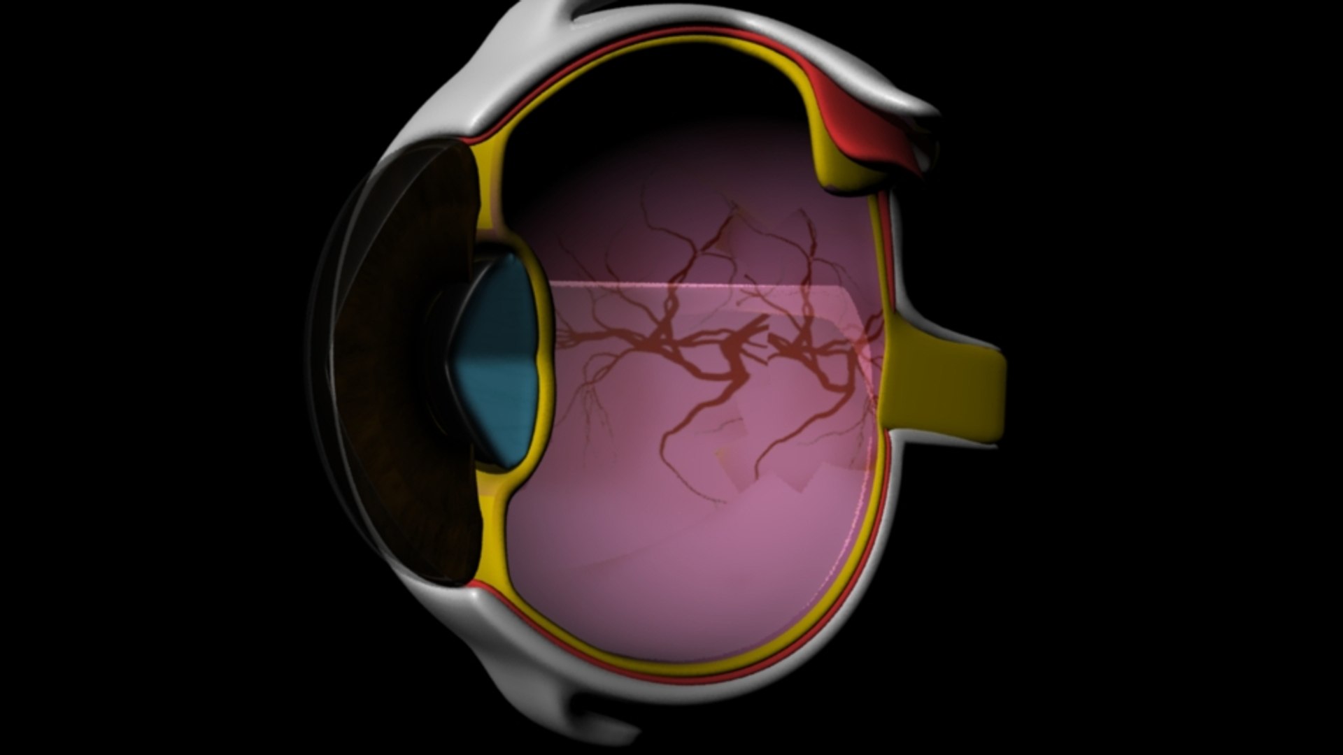 3d eye section model https://p.turbosquid.com/ts-thumb/pr/DQTMbf/CmpFda7z/rendereye/jpg/1460006607/1920x1080/fit_q87/2fca5cfe1d3d18ffd424d0b2f4758f9b8065fb86/rendereye.jpg