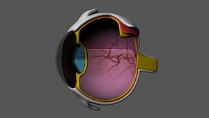 3d eye section model