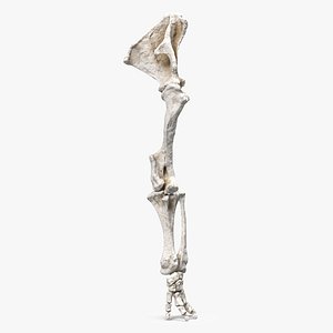 Mammoth Leg Bones 3D model