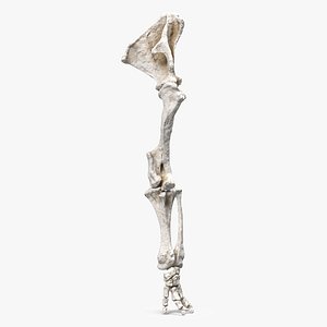Mammoth Leg Bones